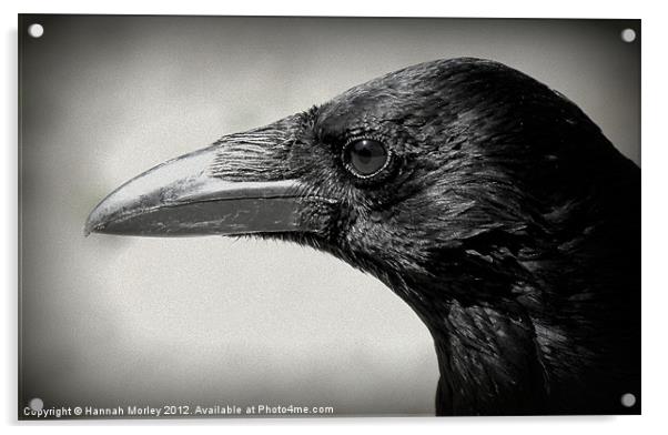 Crow Acrylic by Hannah Morley
