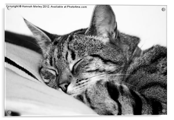 Sleeping Tabby Cat Acrylic by Hannah Morley