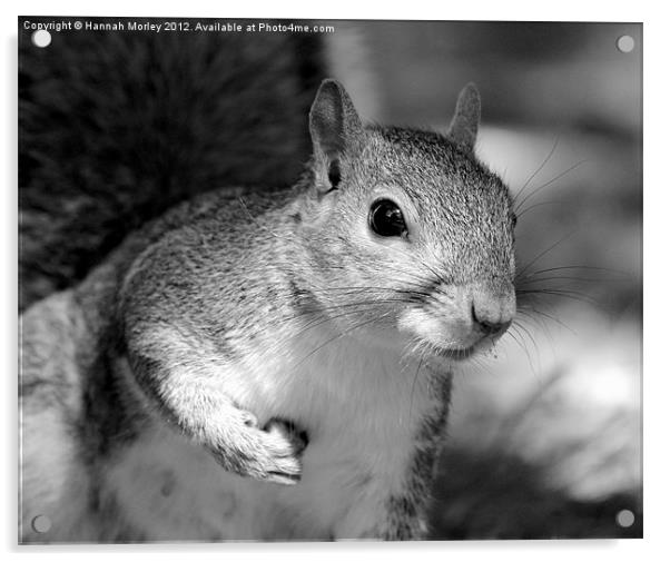 Grey Scale Grey Squirrel! Acrylic by Hannah Morley