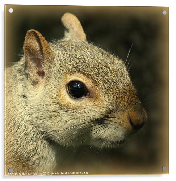 Grey Squirrel Close-Up Acrylic by Hannah Morley