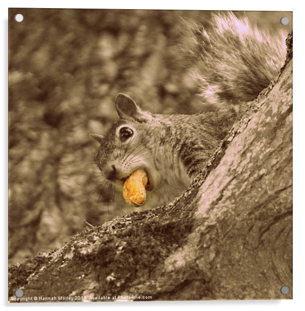 Cheeky Grey Squirrel Acrylic by Hannah Morley