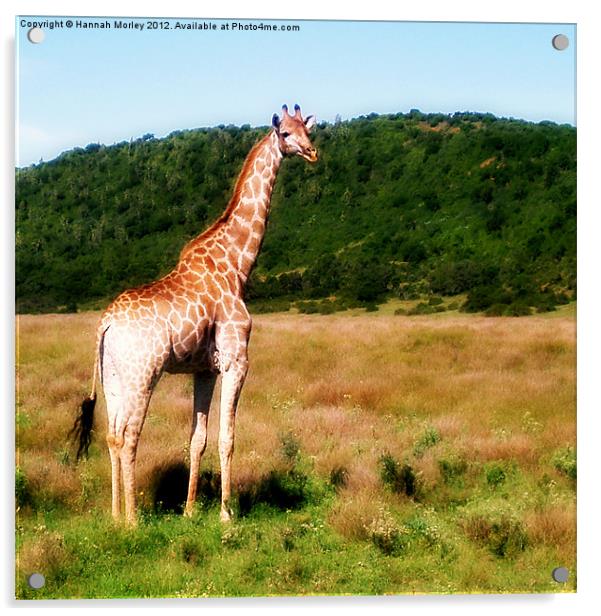 Young Giraffe Acrylic by Hannah Morley