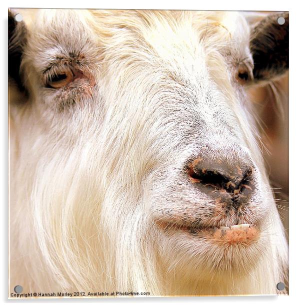 Billy Goat Acrylic by Hannah Morley