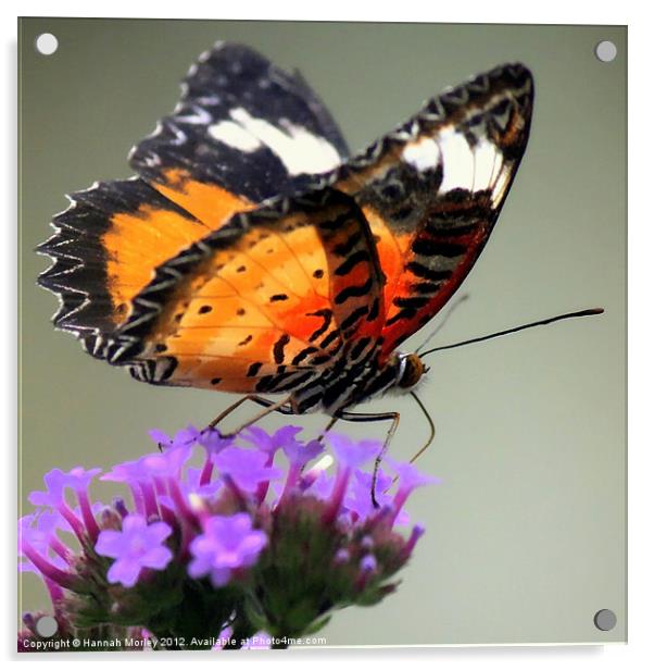 Orange Butterfly Acrylic by Hannah Morley