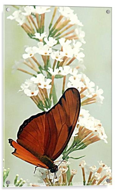 Julia Butterfly Acrylic by Hannah Morley