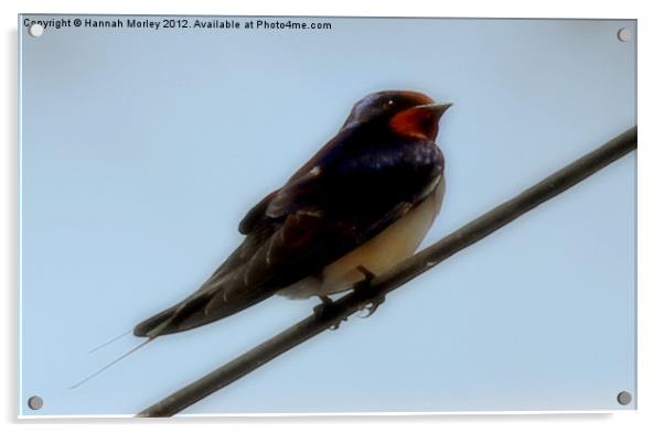 Barn Swallow Acrylic by Hannah Morley