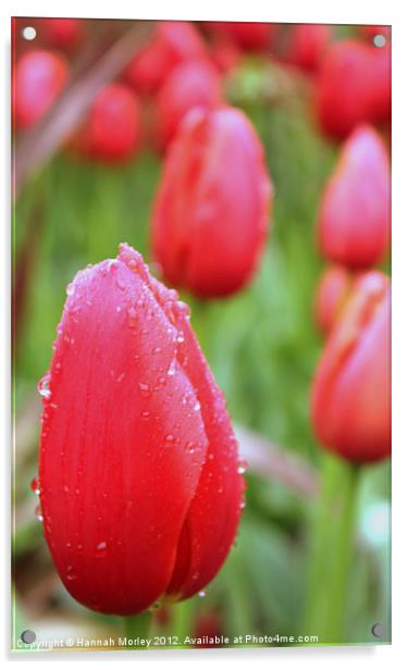 Red Tulips Acrylic by Hannah Morley