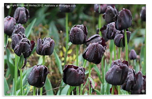 Black Tulips Acrylic by Hannah Morley