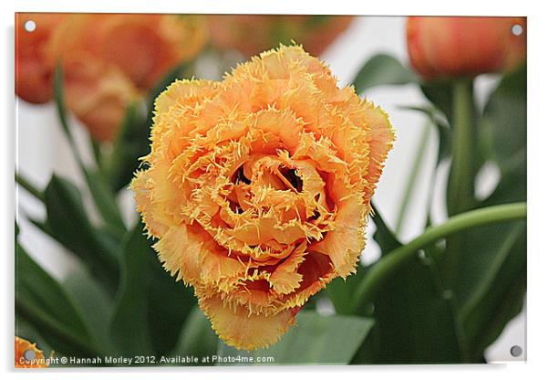 Orange Tulip Acrylic by Hannah Morley