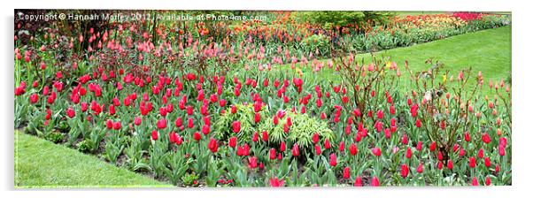 Garden of Tulips Acrylic by Hannah Morley