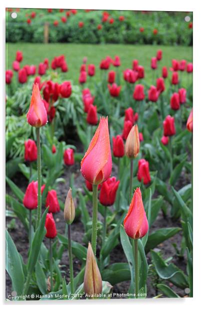 Tulip Flowerbed Acrylic by Hannah Morley