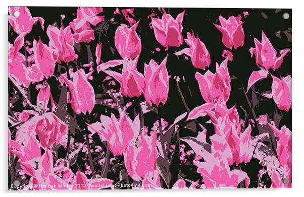 Hot Pink Tulips Acrylic by Hannah Morley