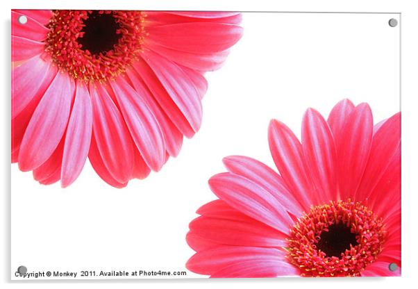 Red Gerbera Flowers On White Acrylic by Anthony Michael 
