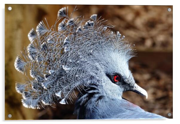 Victoria crowned pigeon Acrylic by Anthony Michael 