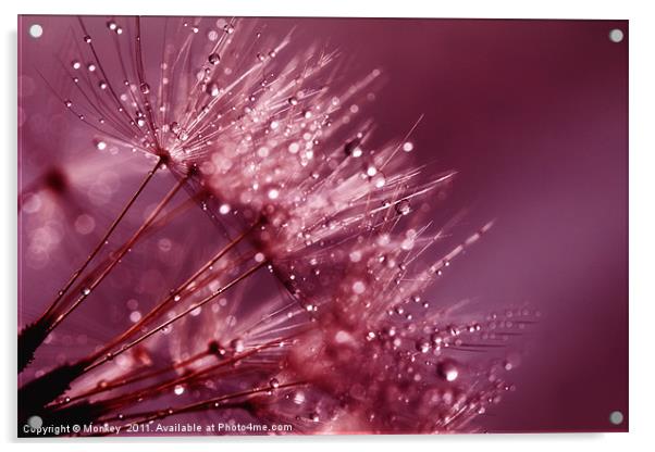 Water Droplets On Dandelion Seeds Acrylic by Anthony Michael 