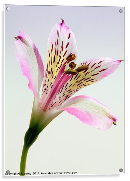 Alstroemeria Inca Lily Flower Acrylic by Anthony Michael 