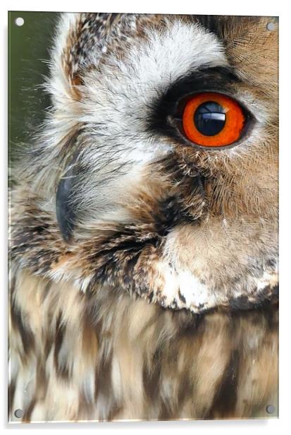 Owl Portrait  Acrylic by Anthony Michael 