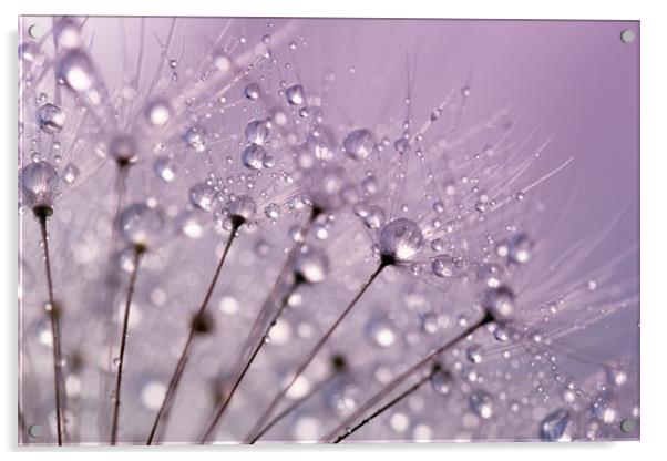 Purple Water Droplets Acrylic by Anthony Michael 