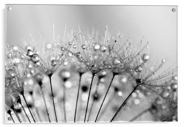 Water Droplets Black & White Acrylic by Anthony Michael 