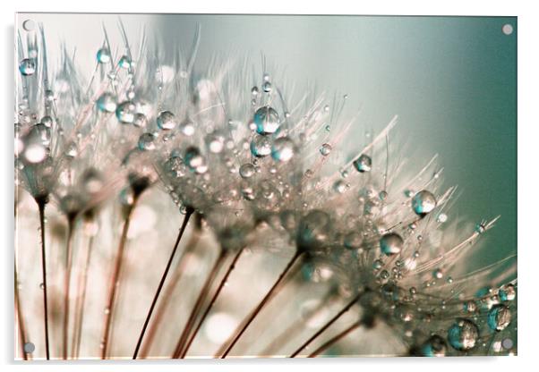 Dandelion Water Droplets Acrylic by Anthony Michael 