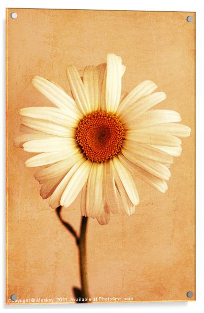 Large Daisy Flower Acrylic by Anthony Michael 