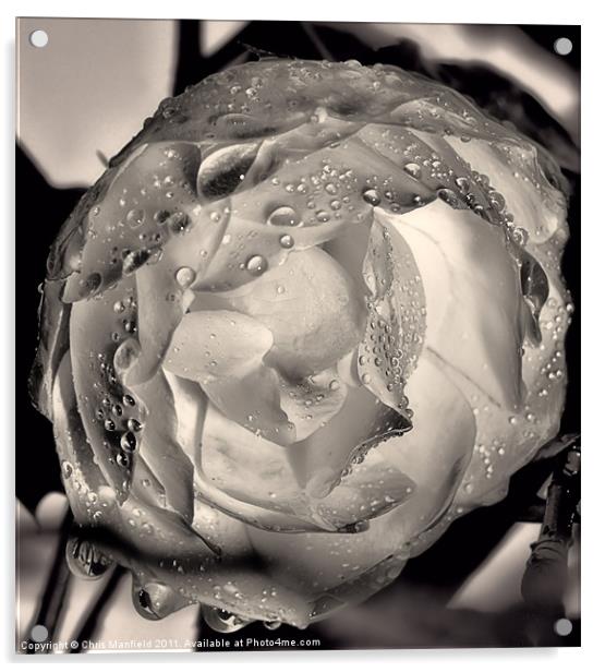 Winter Rose Acrylic by Chris Manfield