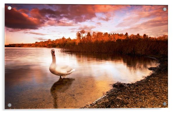 Swan On The Lake Acrylic by Chris Manfield