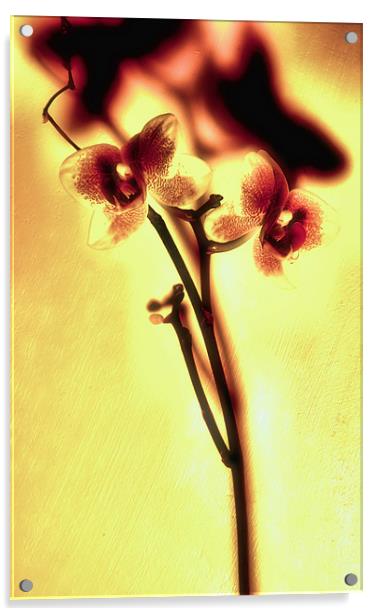 Orchids Acrylic by Chris Manfield