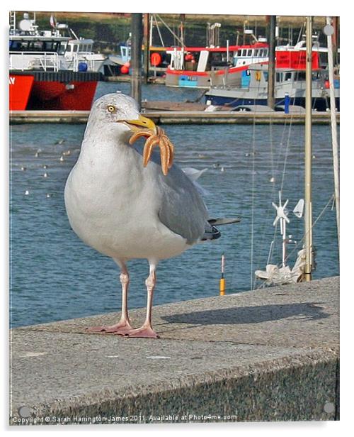 Seagull eating a starfish Acrylic by Sarah Harrington-James