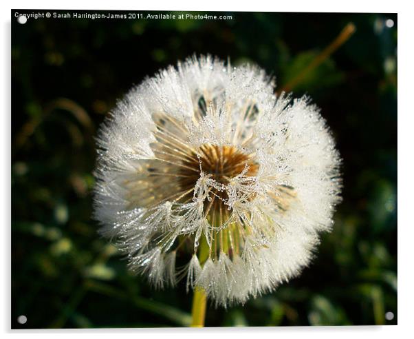 Frozen Dandelion clock Acrylic by Sarah Harrington-James