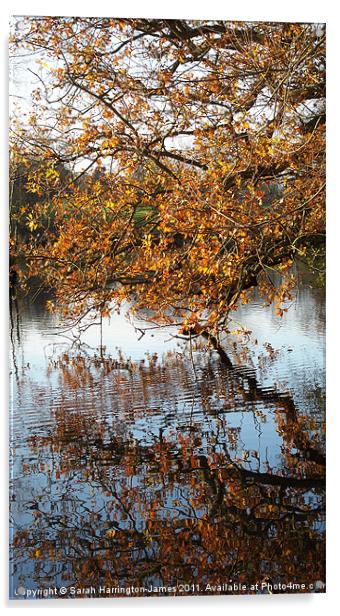 Autumn colours over a lake Acrylic by Sarah Harrington-James