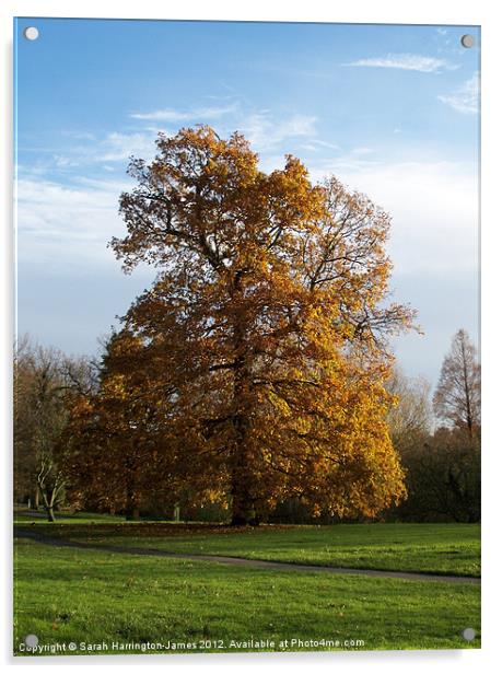 Ancient oak tree in Autumn Acrylic by Sarah Harrington-James