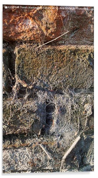 Ancient brickwall Acrylic by Sarah Harrington-James