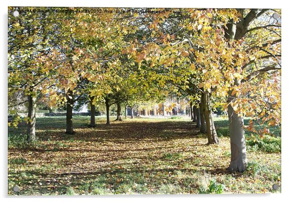 Autumn avenue of trees Acrylic by Sarah Harrington-James