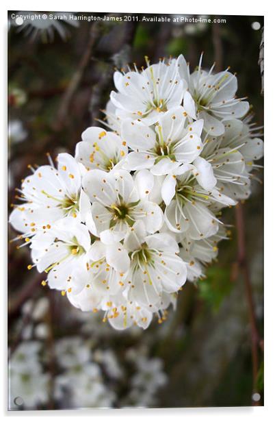 White hawthorn blossom (Crataegus monogyna) Acrylic by Sarah Harrington-James