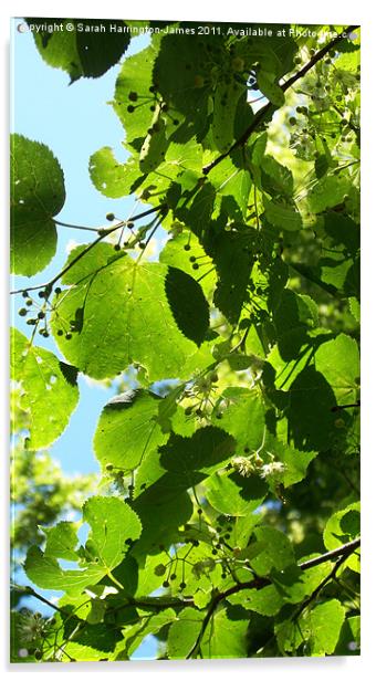Dappled sunlight through lime tree leaves Acrylic by Sarah Harrington-James