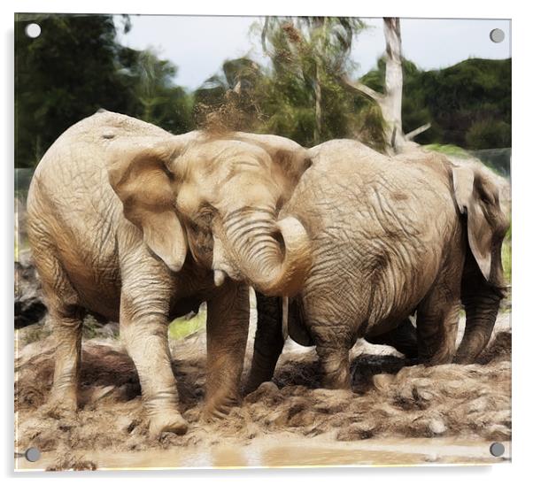 African Elephants Acrylic by Sam Smith