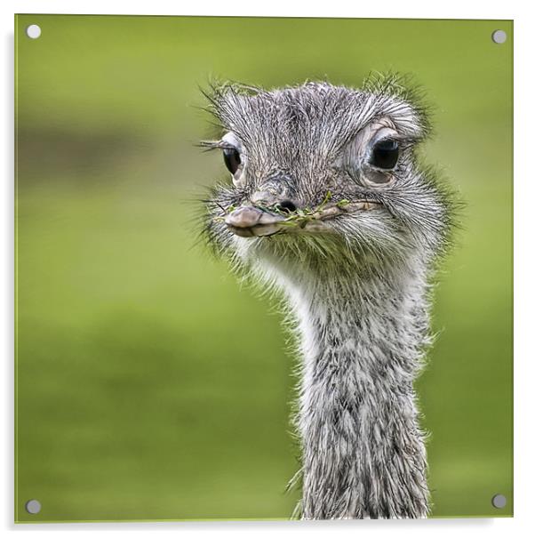 Ostrich Acrylic by Sam Smith