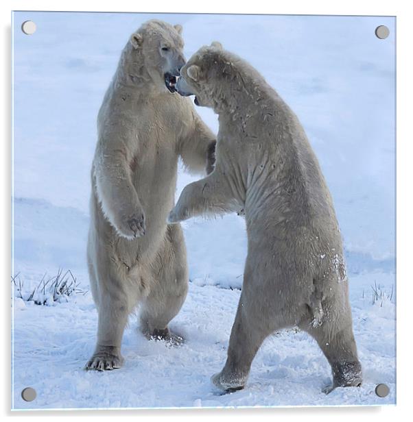 Polar bears Acrylic by Sam Smith