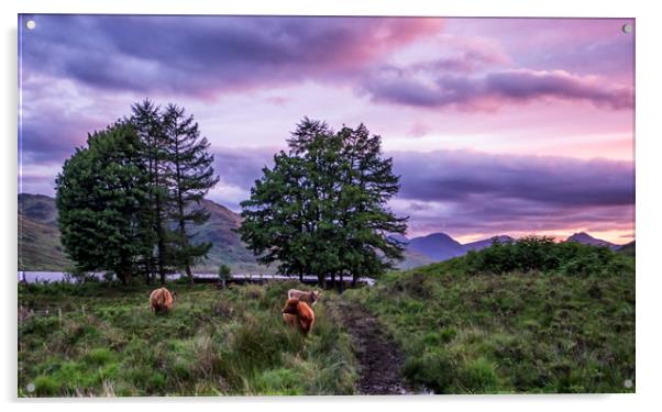 Highland coo's  Acrylic by Sam Smith