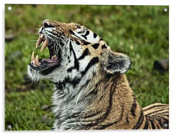 Tiger roar Acrylic by Sam Smith