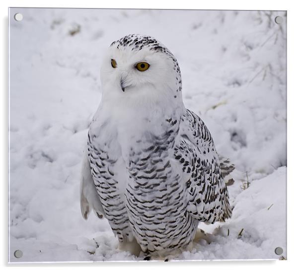 Snowy Owl Acrylic by Sam Smith