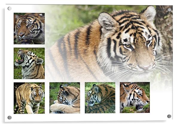 Tigers Acrylic by Sam Smith