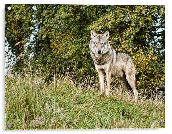 Leader of the pack Acrylic by Sam Smith