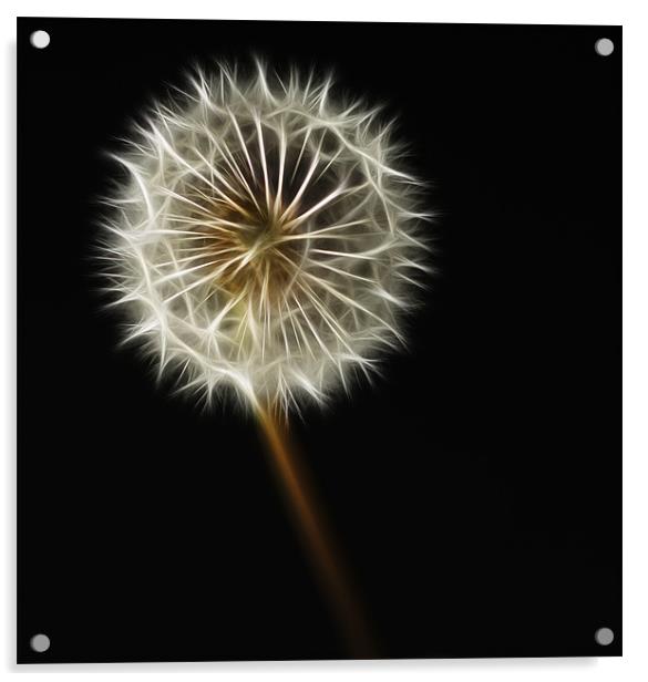 Dandelion Acrylic by Sam Smith