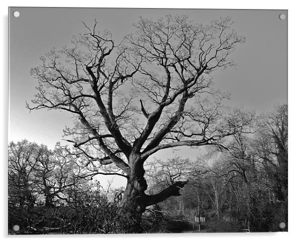 The Eerie Tree Acrylic by Will Harnett