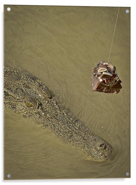 The Cunning Croc Acrylic by Will Harnett