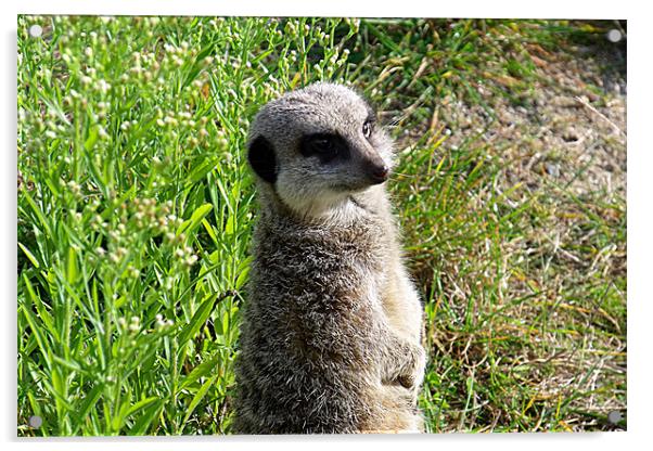 Standing meerkat Acrylic by kelly williams