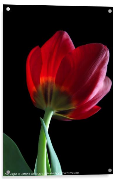 Tulip Acrylic by Joanne Wilde
