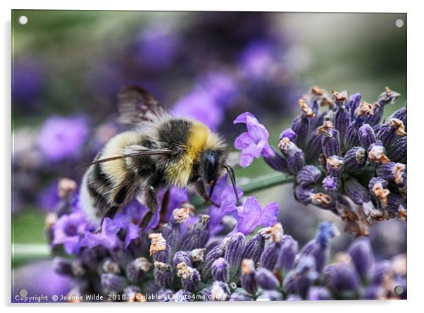 Busy Bee Acrylic by Joanne Wilde